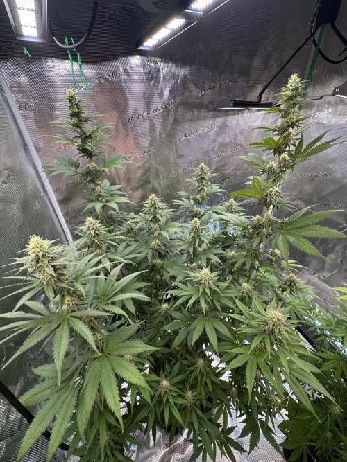 Lemon Tree 2026. Week 11 - Week 4 flower - Day 27 of flowering - Day 83 of life 