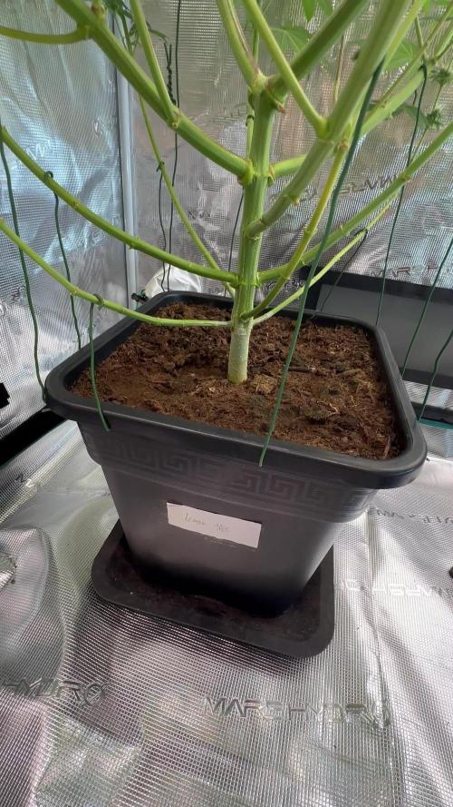 Lemon Tree 2026