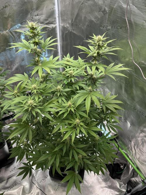 Jealousy 2026. Week 11 - Week 4 flower - Day 27 of flowering - Day 83 of life