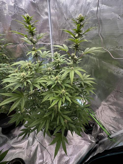 Jealousy 2026. Week 11 - Week 4 flower - Day 27 of flowering - Day 83 of life