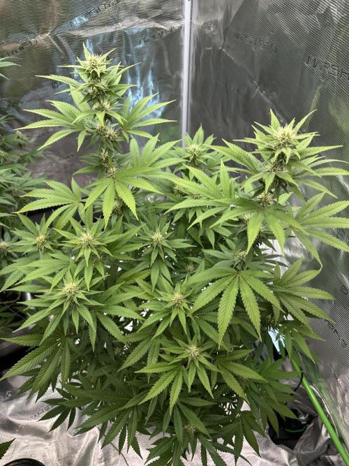 Jealousy 2026. Week 11 - Week 4 flower - Day 27 of flowering - Day 83 of life