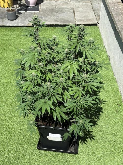 Apple blossom 2026. Week 11 - Week 4 flower - Day 27 of flowering - Day 83 of life