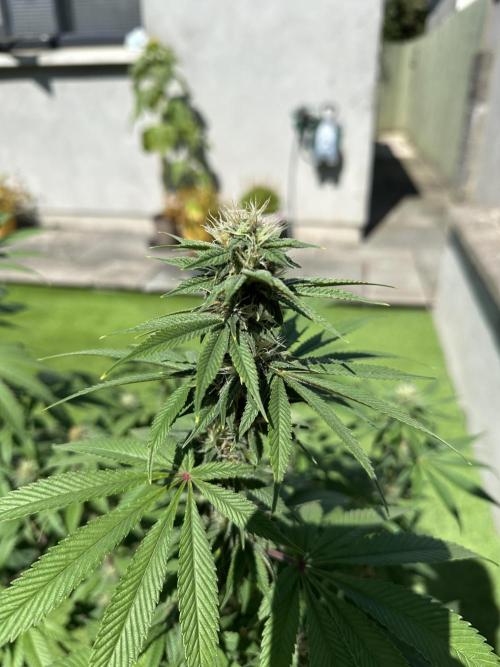 Apple blossom 2026. Week 11 - Week 4 flower - Day 27 of flowering - Day 83 of life