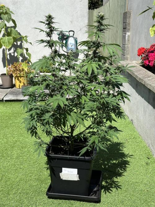 Apple blossom 2026. Week 11 - Week 4 flower - Day 27 of flowering - Day 83 of life