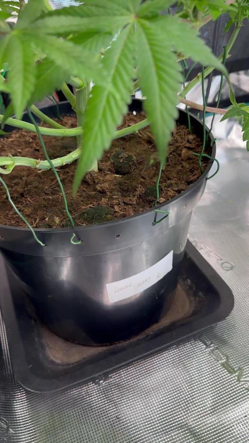 Lemon Cherry Pie 2026