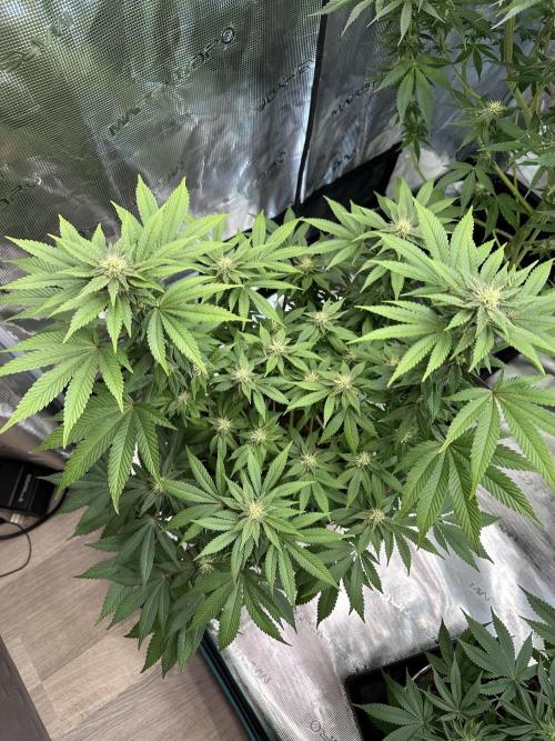 Lemon Cherry Pie 2026. Week 11 - Week 4 flower - Day 27 of flowering - Day 83 of life