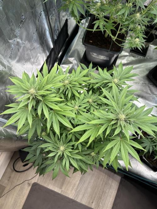 Lemon Cherry Pie 2026. Week 11 - Week 4 flower - Day 27 of flowering - Day 83 of life