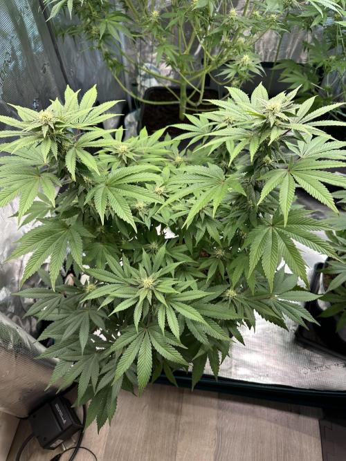 Lemon Cherry Pie 2026. Week 11 - Week 4 flower - Day 27 of flowering - Day 83 of life