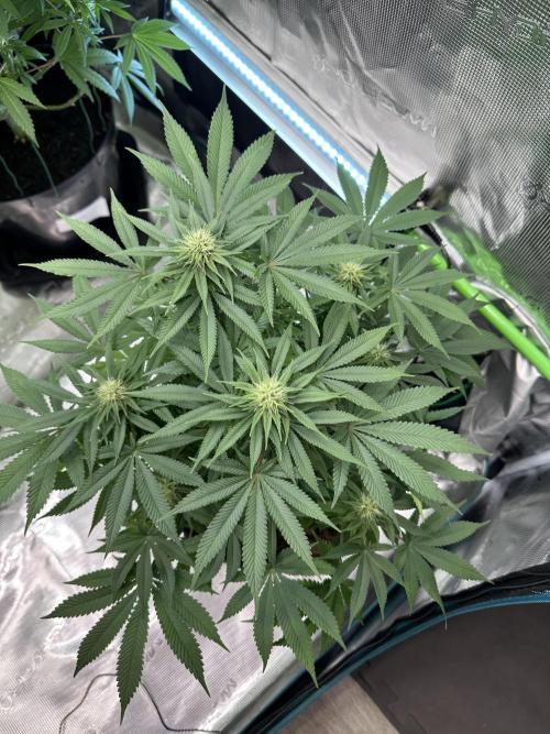 Black Gum 2026. Week 11 - Week 4 flower - Day 27 of flowering - Day 83 of life