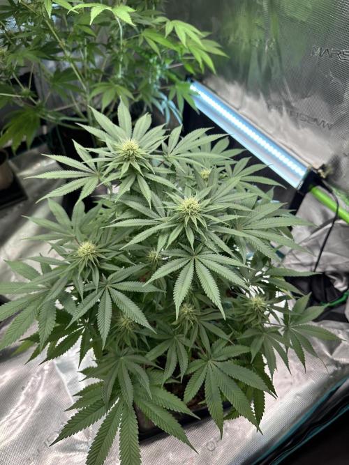 Black Gum 2026. Week 11 - Week 4 flower - Day 27 of flowering - Day 83 of life