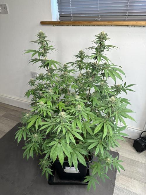 Apple blossom 2026. Week 12 - Week 5 Flower - Day 30 Flowering - Day 86 of life