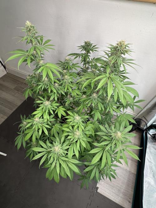 Apple blossom 2026. Week 12 - Week 5 Flower - Day 30 Flowering - Day 86 of life