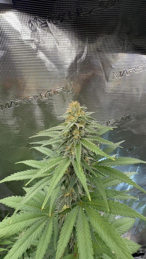Lemon Tree 2026. Week 12 - Week 5 Flower - Day 30 Flowering - Day 86 of life