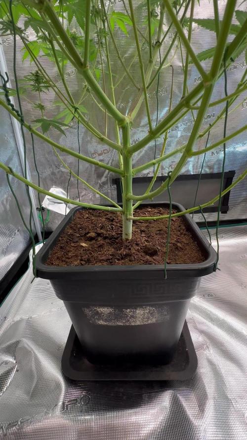 Lemon Tree 2026