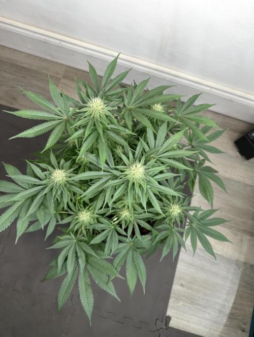 Black Gum 2026. Week 12 - Week 5 Flower - Day 30 Flowering - Day 86 of life