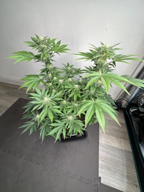 Lemon Cherry Pie 2026. Week 12 - Week 5 Flower - Day 30 Flowering - Day 86 of life