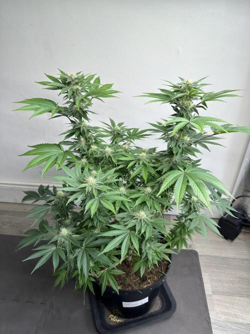 Lemon Cherry Pie 2026. Week 12 - Week 5 Flower - Day 30 Flowering - Day 86 of life