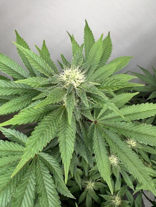 Lemon Cherry Pie 2026. Week 12 - Week 5 Flower - Day 30 Flowering - Day 86 of life