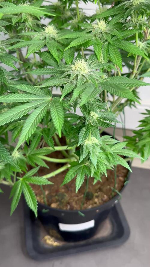 Lemon Cherry Pie 2026