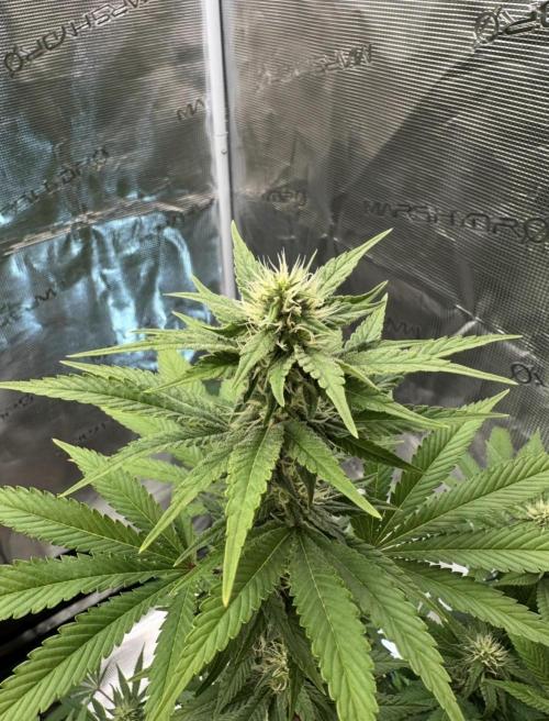 Jealousy 2026. Week 12 - Week 5 Flower - Day 30 Flowering - Day 86 of life