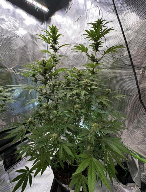 Jealousy 2026. Week 12 - Week 5 Flower - Day 30 Flowering - Day 86 of life