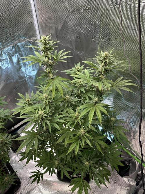 Jealousy 2026. Week 12 - Week 5 Flower - Day 30 Flowering - Day 86 of life
