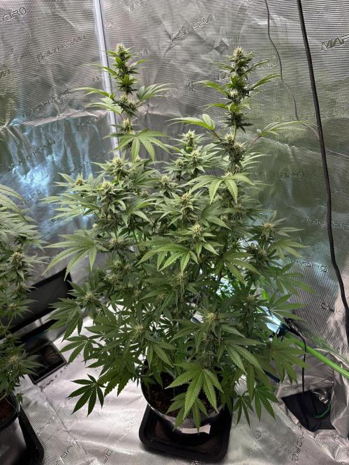 Jealousy 2026. Week 12 - Week 5 Flower - Day 30 Flowering - Day 86 of life