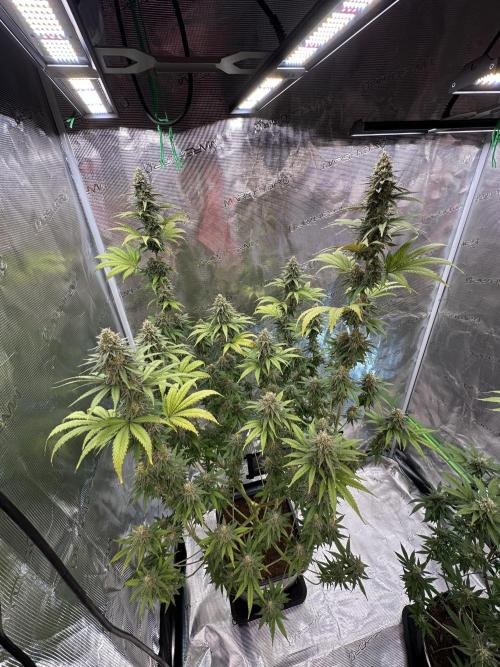 Lemon Tree 2026. Week 13 - Week 6 Day 42 of flower Day 98 of life