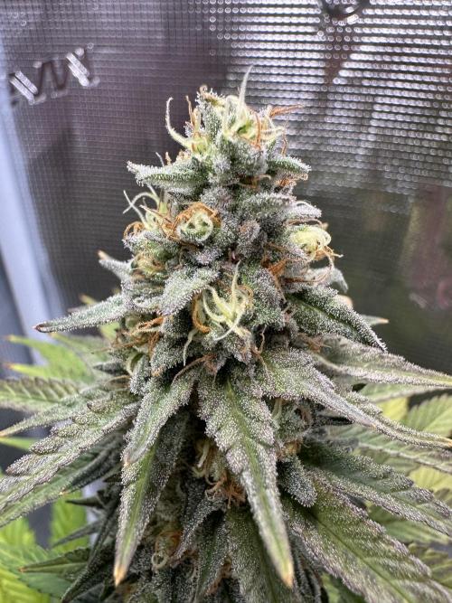 Lemon Tree 2026. Week 13 - Week 6 Day 42 of flower Day 98 of life