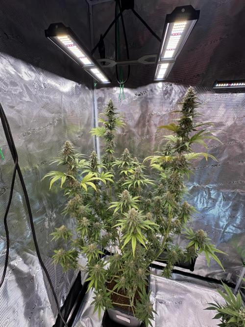 Lemon Tree 2026. Week 13 - Week 6 Day 42 of flower Day 98 of life