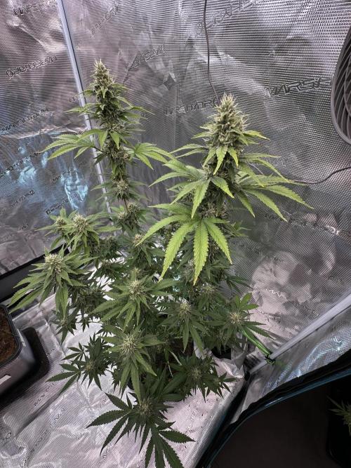 Jealousy 2026. Week 13 - Week 6 Day 42 of flower Day 98 of life