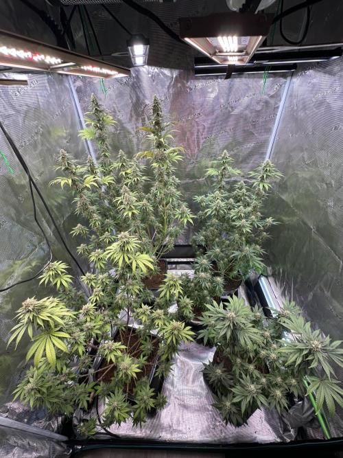 Jealousy 2026. Week 13 - Week 6 Day 42 of flower Day 98 of life
Plant on the top right