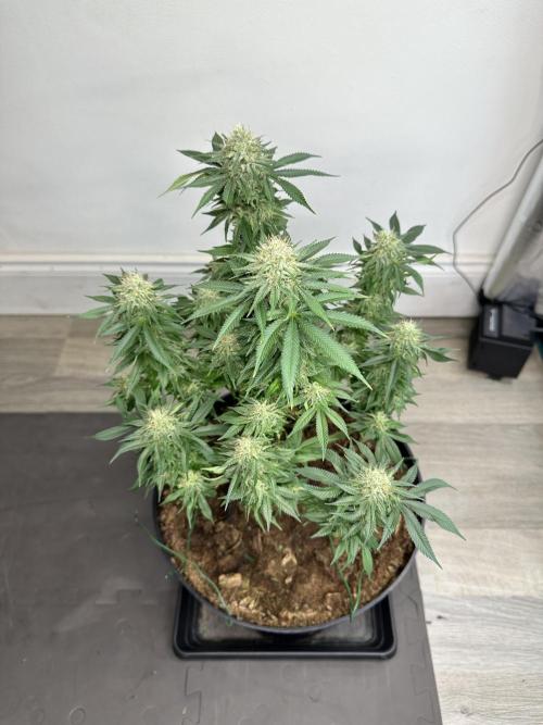 Black Gum 2026. Week 13 - Week 6 Day 42 of flowering Day 98 of life