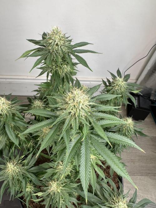 Black Gum 2026. Week 13 - Week 6 Day 42 of flowering Day 98 of life