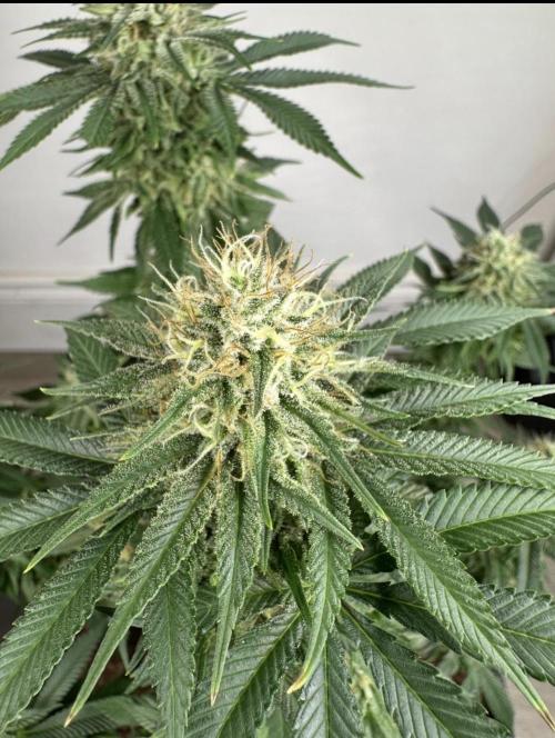 Black Gum 2026. Week 13 - Week 6 Day 42 of flowering Day 98 of life