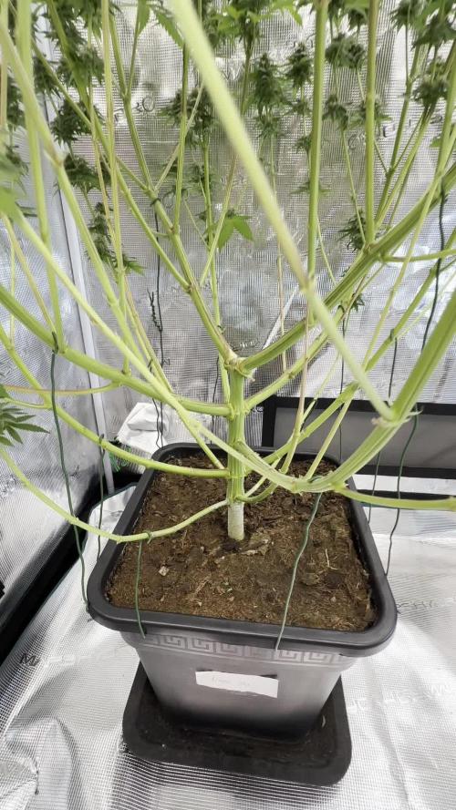 Lemon Tree 2026