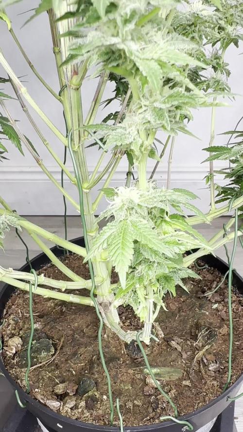 Lemon Cherry Pie 2026