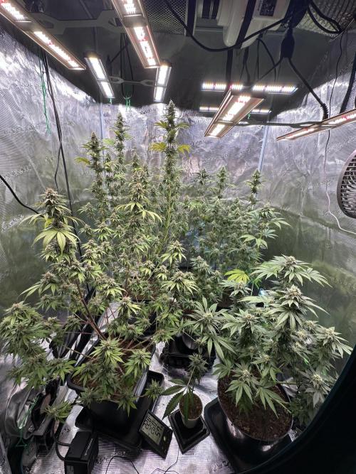 Lemon Cherry Pie 2026. Week 13 - Week 6 Day 42 of flowering Day 98 of life