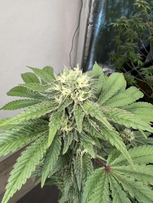 Lemon Cherry Pie 2026. Week 13 - Week 6 Day 42 of flowering Day 98 of life