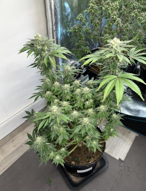 Lemon Cherry Pie 2026. Week 13 - Week 6 Day 42 of flowering Day 98 of life