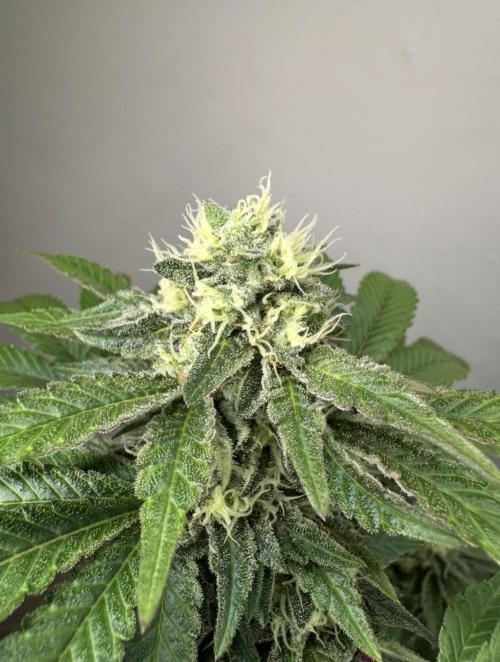 Lemon Cherry Pie 2026. Week 13 - Week 6 Day 42 of flowering Day 98 of life