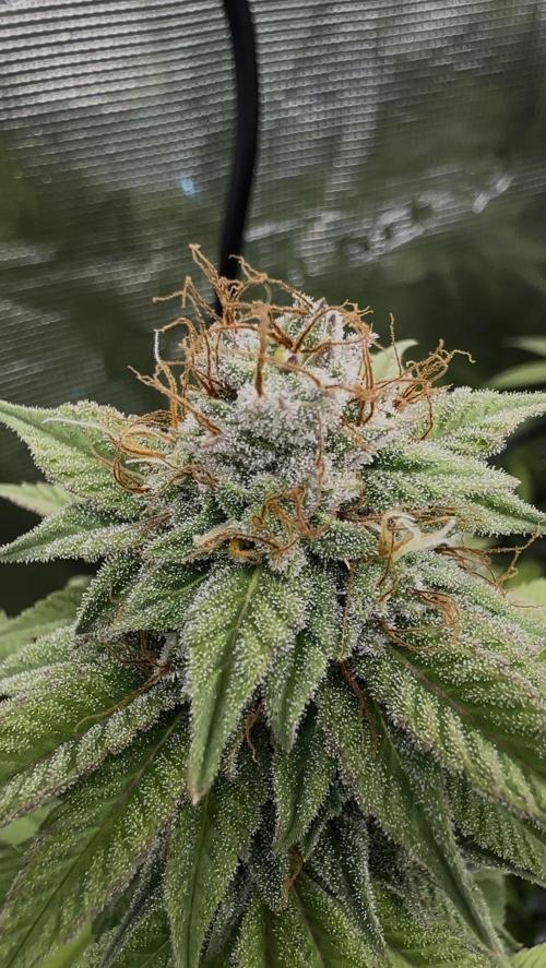 Apple blossom 2026. Week 13 - Week 6 Day 42 of flowering Day 98 of life