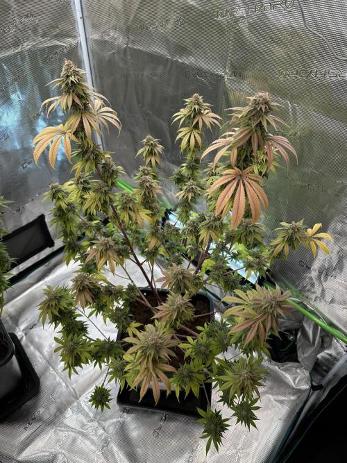Apple blossom 2026. Week 14 - Week 7 Flower- Day 51 flw /  Day 107 of cycle