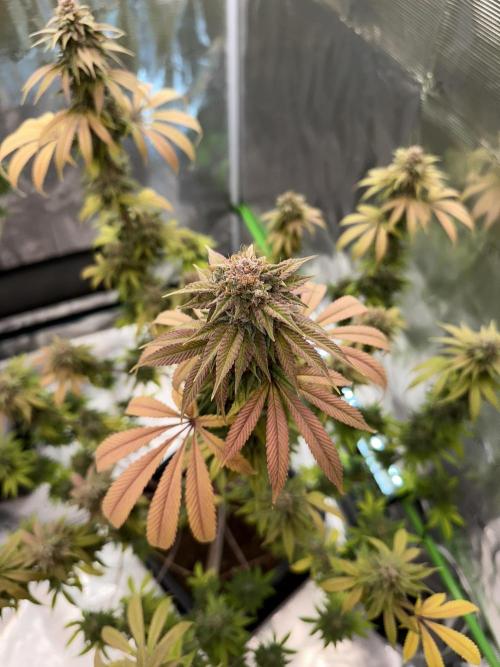 Apple blossom 2026. Week 14 - Week 7 Flower- Day 51 flw /  Day 107 of cycle