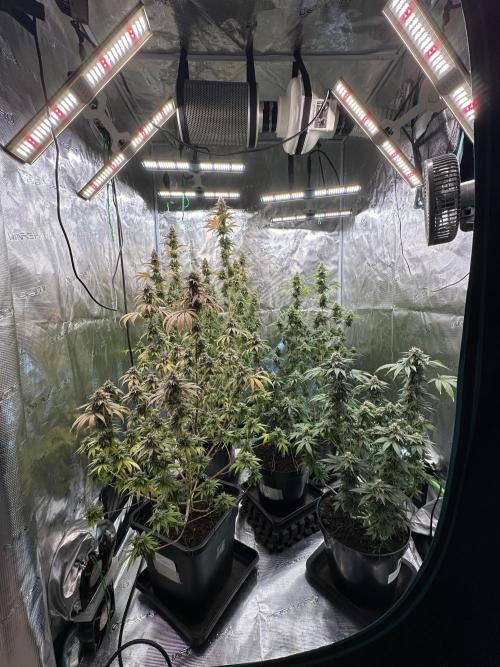 Lemon Tree 2026. Week 14 - Week 7 Flower- Day 51 flw /  Day 107 of cycle