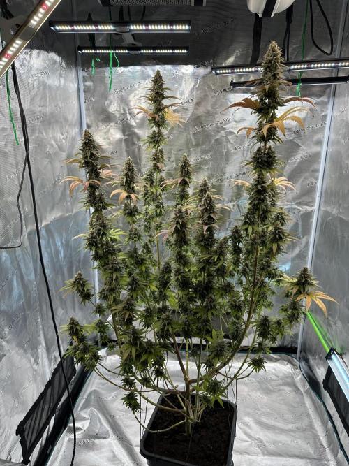 Lemon Tree 2026. Week 14 - Week 7 Flower- Day 51 flw /  Day 107 of cycle
