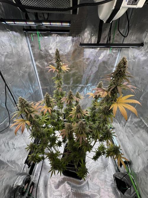 Lemon Tree 2026. Week 14 - Week 7 Flower- Day 51 flw /  Day 107 of cycle