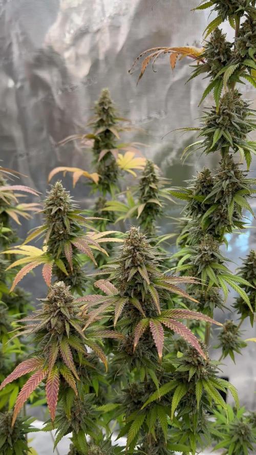 Lemon Tree 2026