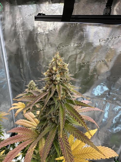 Lemon Tree 2026. Week 14 - Week 7 Flower- Day 51 flw /  Day 107 of cycle