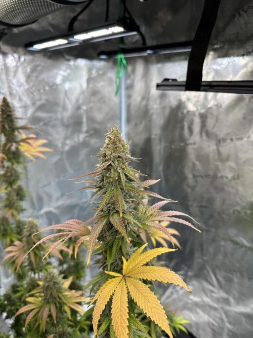 Lemon Tree 2026. Week 14 - Week 7 Flower- Day 51 flw /  Day 107 of cycle